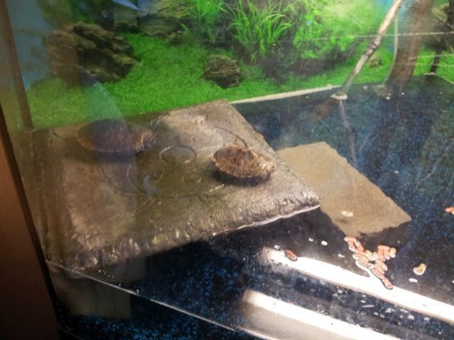 3 wasserschildkröten zu verkaufen  - Reptilien - Nieder Olm