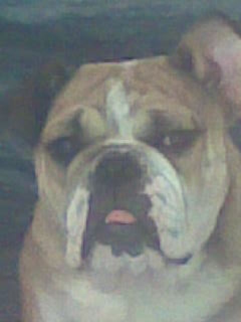 English Bulldog Hündin 1,5 Jahre nicht Kastriert - Hunde - Würzburg