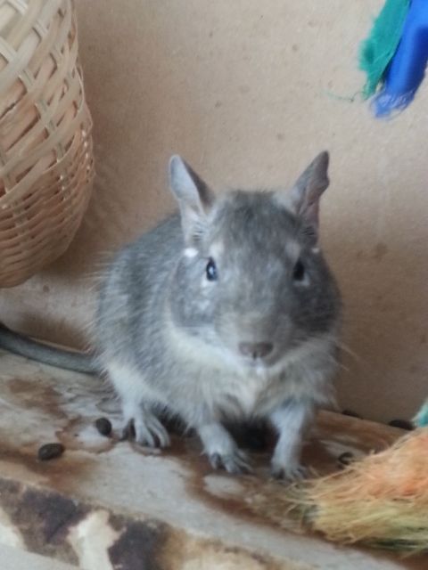 Kastrierter, blauer Degubock sucht neues Zuhause - Sonst Nagetiere - Hannover
