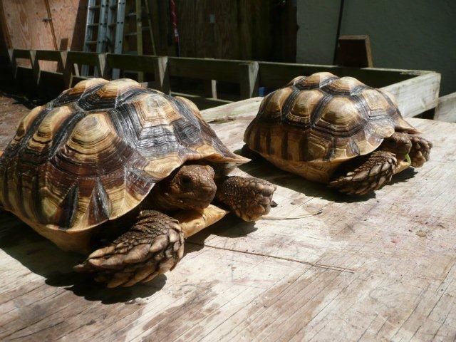 Gesunde Afrikanisch angespornt Schildkröte-Paare und Aldabra-Riesenschildkröte - Reptilien - Stuttgart West