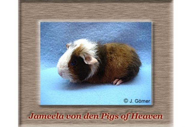 Meerschweinchen Namen Weiblich Pärchen