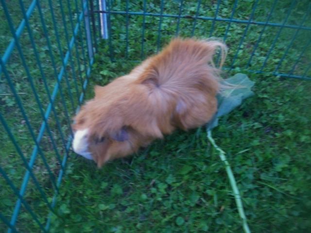 Meerschweinchen Bock  - Meerschweinchen - Hürth