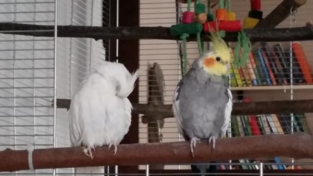 Nymphensittich Paar - Voegel - Haßloch