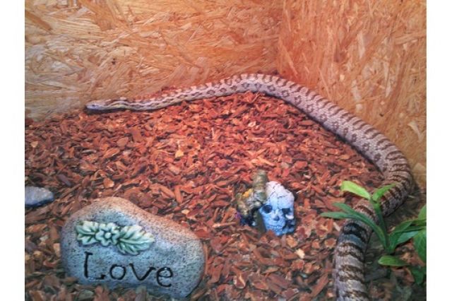 Kornnatter mit oder ohne Zubehör zu verkaufen - Reptilien - Swisttal