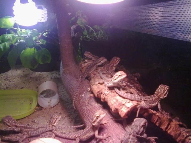 Junge Bartagamen - Reptilien - Kirchberg/Sachsen