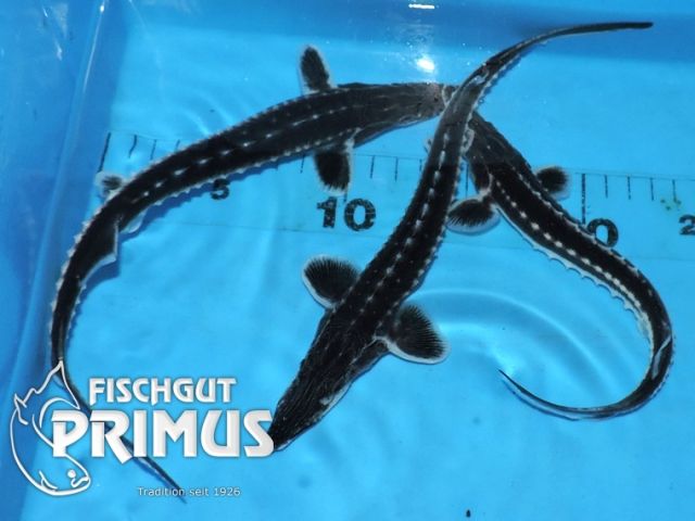 Sternhausen  A. stellatus  Stör ca 50-60 cm - Fische - Iserlohn