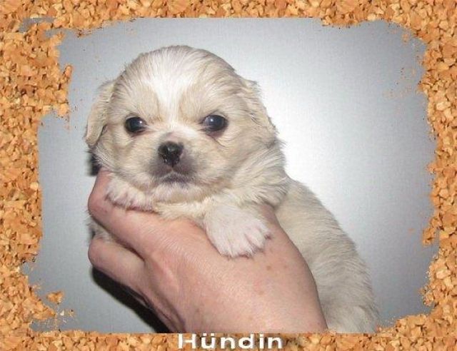 Chihuahua/Pekinese und Shih Tzu/Pekinese Mixe - Hunde - mücke
