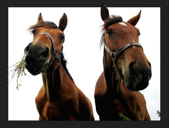 Suche reitbeteiligung - Reitbeteiligung -  Bad Bramstedt