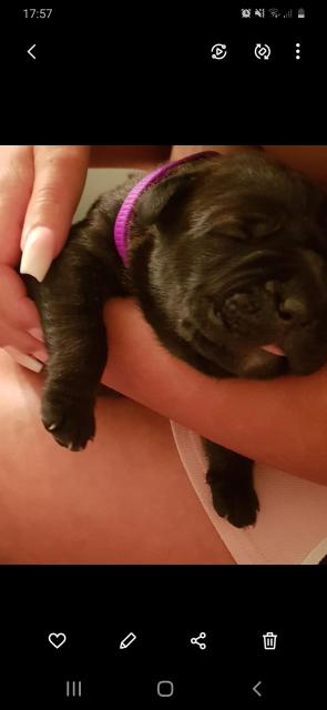 Cane corso italiano welpen suchen ein neues Zuhause  - Hunde - Köln