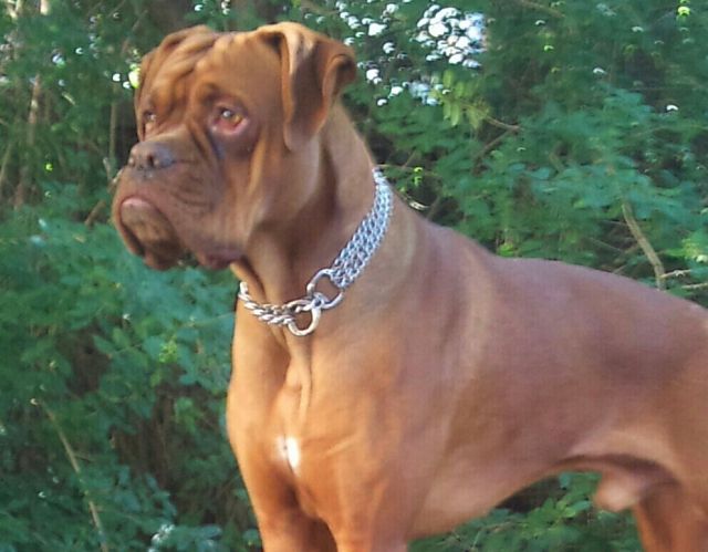 Boxermix mischling - Hunde - halle saale