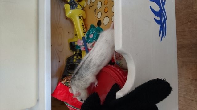 Ratte zu verschenken  - Ratten - Osnabrück