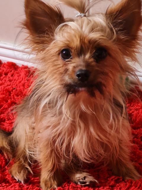 Niedliche kleine Yorkie Hündin - Hunde - molschleben