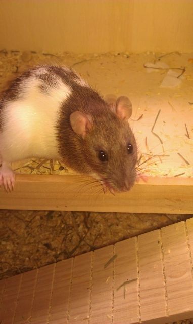 Wundervolle Rattenwelpen  - Ratten - Berlin Marzahn