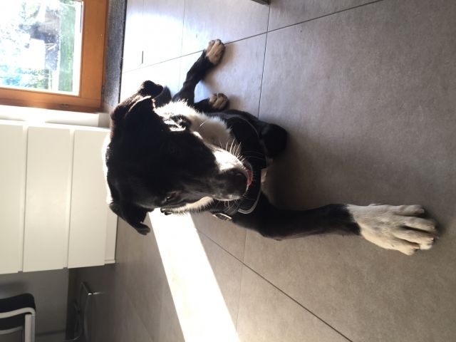  Panda  Dogge Schäferhund Mix  - Hunde - Bermatingen 