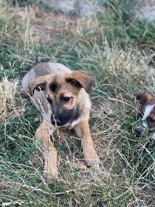 Juri: sensibler Hundebub aus der Mülltüte - Hunde - Kirrweiler