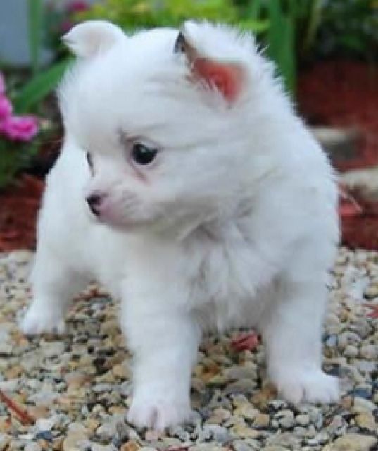 Süßer  Chihuahua Welpe  - Hunde - Wiener Neustadt