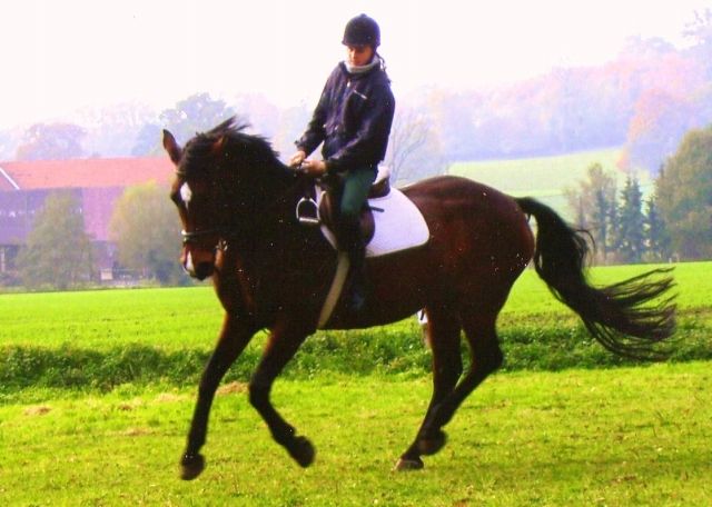 Suche Reitbeteilligung in Heide - Reitbeteiligung - Dr. Gillmeister weg 1