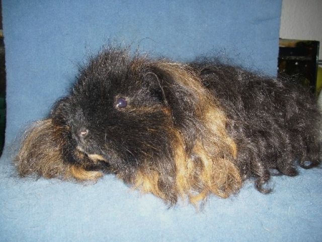 Texel Kastrat Yakari - Meerschweinchen - Dessau