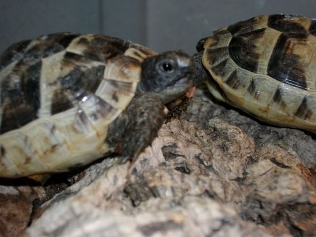 Maurische Landschildkröten - Reptilien - Hamburg