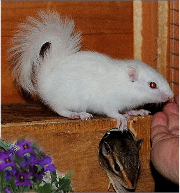 Bildschöne Streifenhörnchen handzahm total lieb - Sonst Nagetiere - Fürstenzell