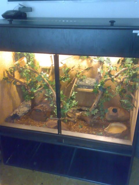 Adultes Pärchen Dasypeltis scabra mit Terri abzugeben - Reptilien - Villingen-Schwenningen