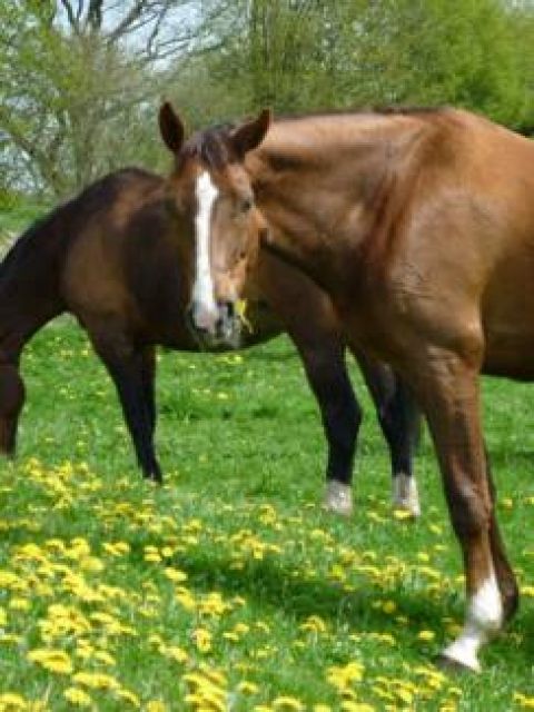 Er, brauner fuchs Westfalenwallach sucht Reitbeteiligung   - Reitbeteiligung - Kronshagen