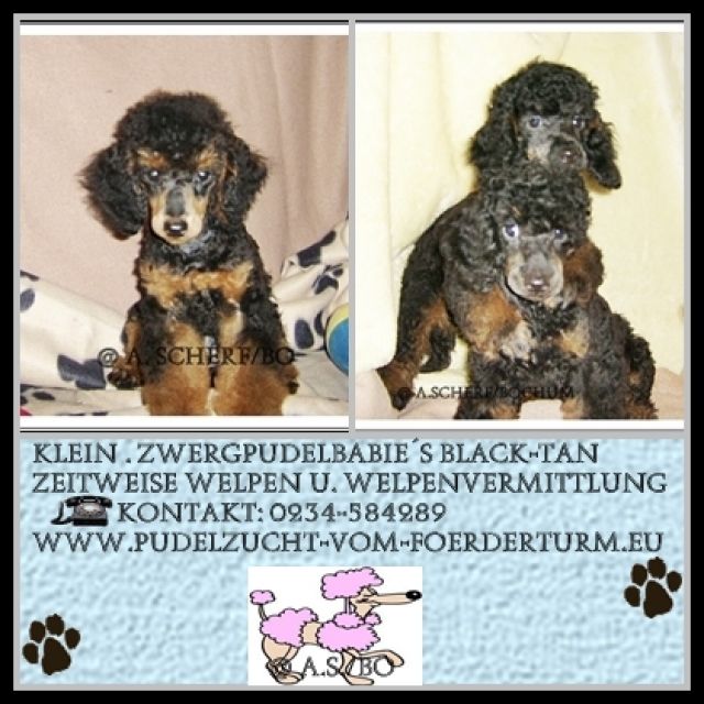 Traumpudeltrio auf der Suche nach neueen Ufern - Hunde - Bochum