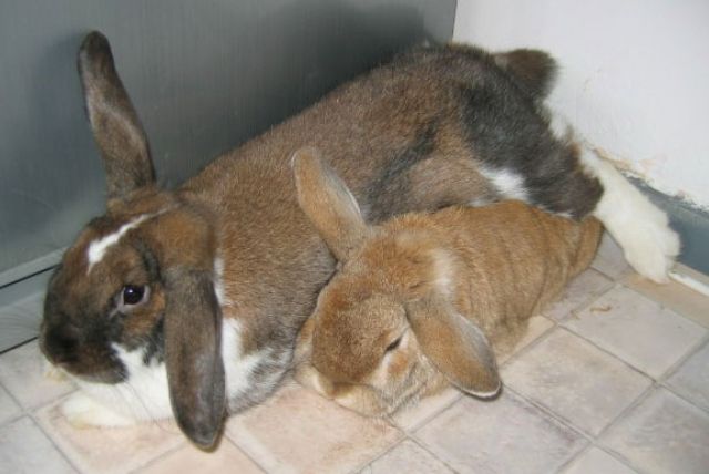 Süsses Widderpärchen sucht.... DRINGEND  - Hasen Kaninchen - Berlin