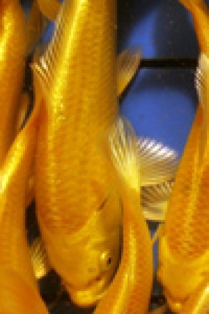Algen im Gartenteich? Fördefisch bietet Ihnen Teichmuscheln - Schnecken... - Fische - Handewitt