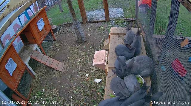 Kaninchen Stallhase deutscher Riese - Hasen Kaninchen - Söllhuben