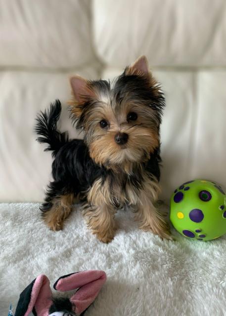 Mini Biwer Yorkshire Terrier Welpen  - Hunde - Düsseldorf