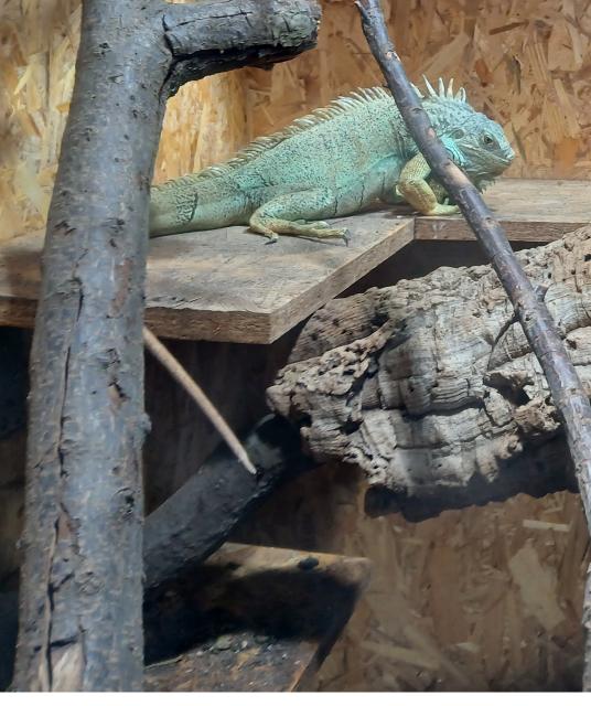 3 Leguane Blau Grün Rot männlich & weiblich abzugeben mit Herkunftsnachweisen - Reptilien - Coswig