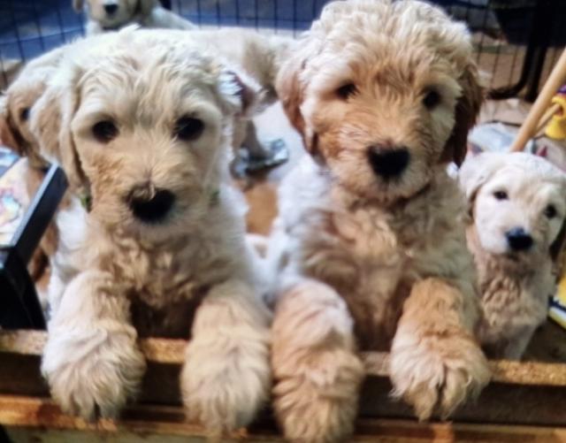 Labradoodle Wurfplanung Frühjahr 2025 - Hunde - Torgelow