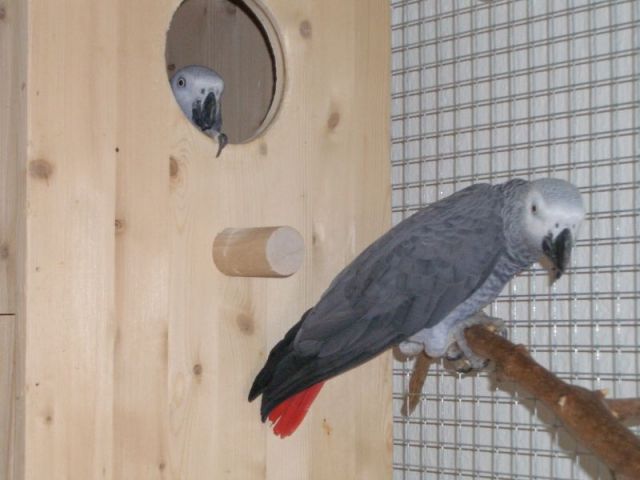 Graupapagei Zuchtpaar - Voegel - Bremen