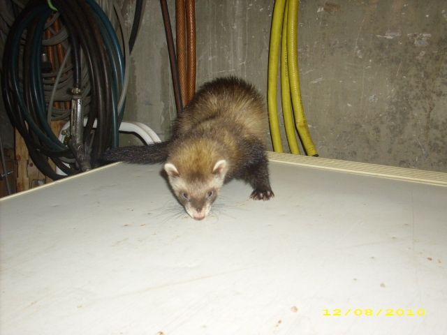 Frettchen-Welpen - Frettchen - Lauffen