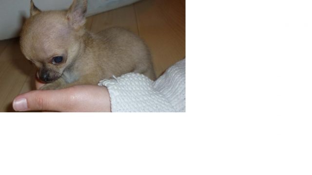 Extrem Mini Chihuahua Kleintiermarkt Com