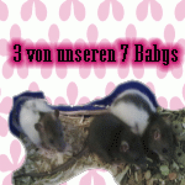 7 Süße Rattenbabys zu verkaufen - Nagetiere Allgemein - Düsseldorf