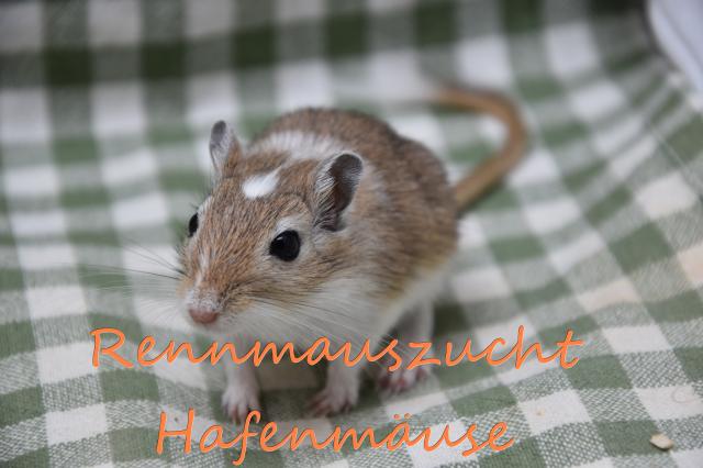 Mongolische Rennmäuse aus artgerechter Rennmauszucht Rennmaus, Wüstenrennmaus, W - Maeuse - Wilhelmshaven