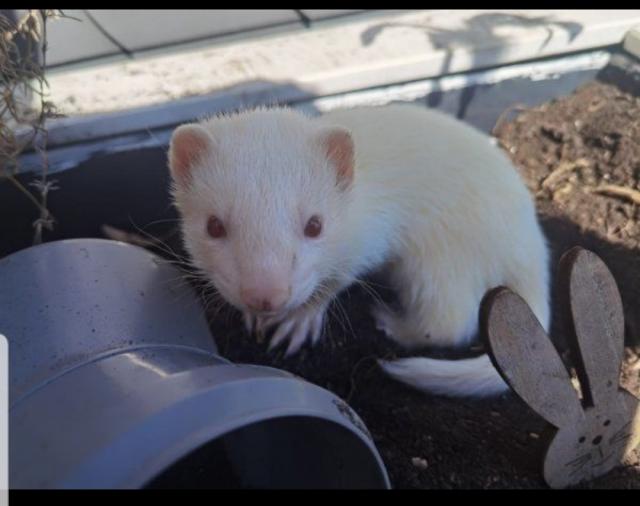 Frettchen Rüde - Frettchen - Issum