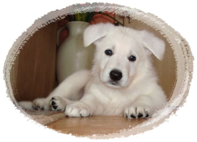 Wunderschöne weiße Schäferhundwelpen - Hunde - Biesenthal
