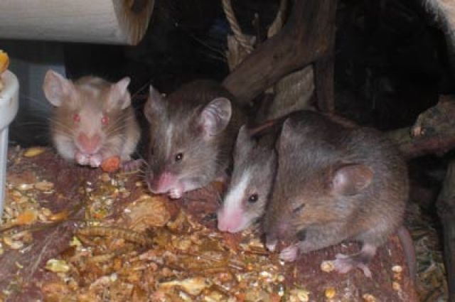 Süße Farbmausbabys aus Hamburg von Privat  - Maeuse - Hamburg