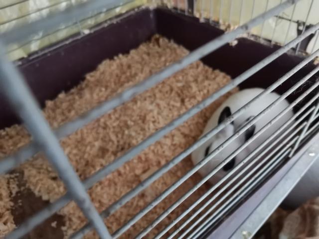 Gebe meine Hasen ab - Hasen Kaninchen - Riesa 