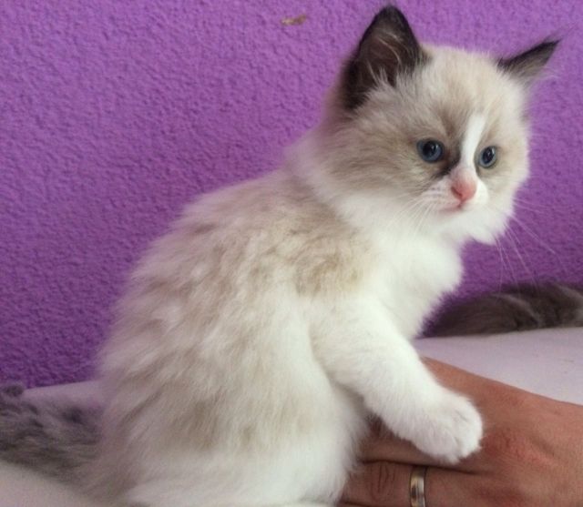  Süße verschmuste Ragdoll Kätzchen - weiblich - Katzen - cludine