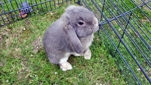 Verkaufe Zwergwidder perlfehfarbig - Hasen Kaninchen - Manching