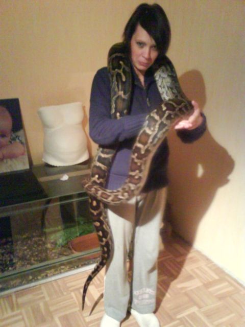 Tigerpythondame  T. M. Bivittatus  3,5 m handzahm ca.10 J. - Reptilien - Mönchengladbach