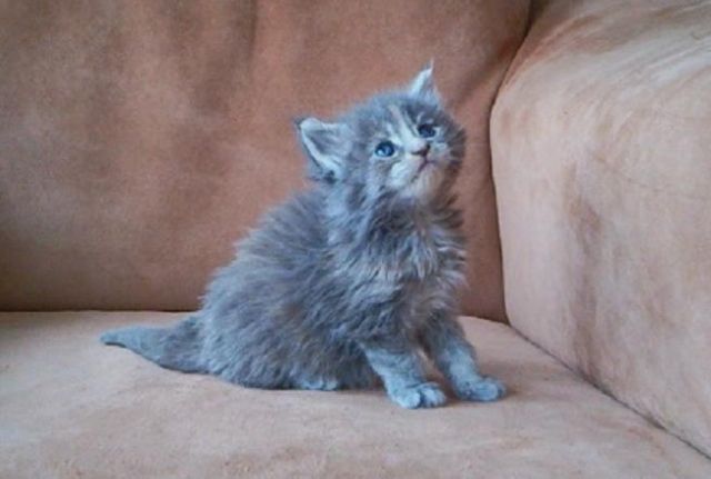 Maine Coon Kitten m.P. suchen neuen Wirkungskreis  - Katzen - Oldenburg