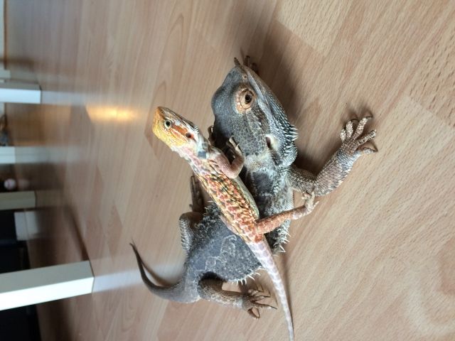 BartagamenTerrarium Zubehör  - Reptilien - Herne 