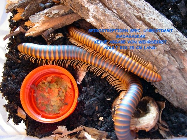TAUSENDFÜSSER MADAGASKAR RARITÄT - Insekten - BERLIN