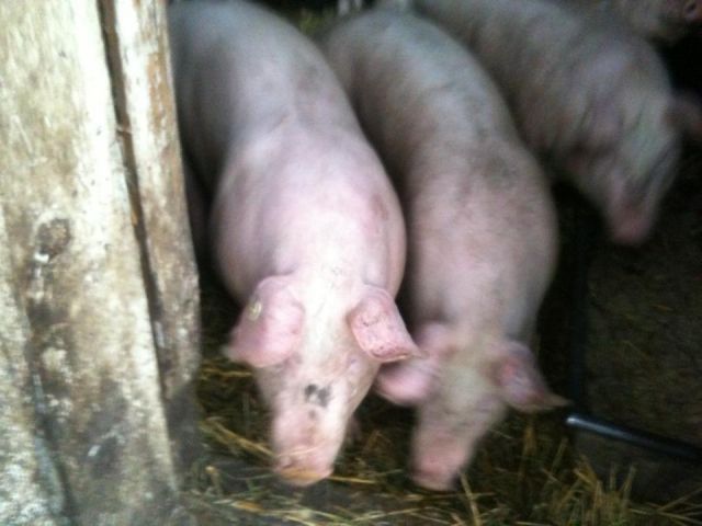 Schweine aus Schlachtung freigekauft - Nutztiere - markt indersdorf