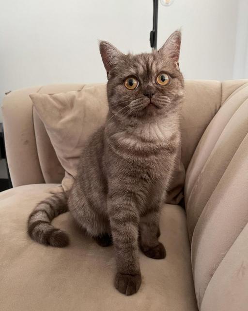 Weibliches Bkh-Kätzchen. - Katzen - Weiden